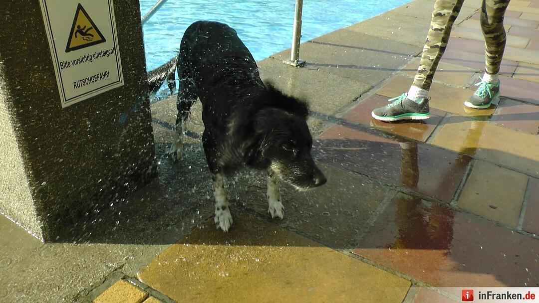 Hundebadetag im Freibad Eltmann