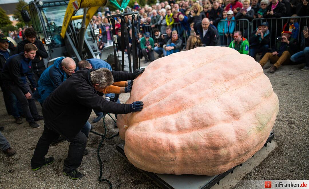 KINA - Der schwerste Kürbis der Welt