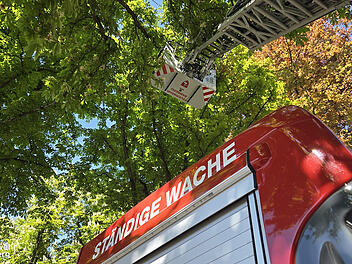 Rettung aus luftiger Höhe - Bamberger Feuerwehr rückt zu tierischem Einsatz aus Rettung aus luftiger Höhe - Bamberger Feuerwehr rückt zu tierischem Einsatz aus