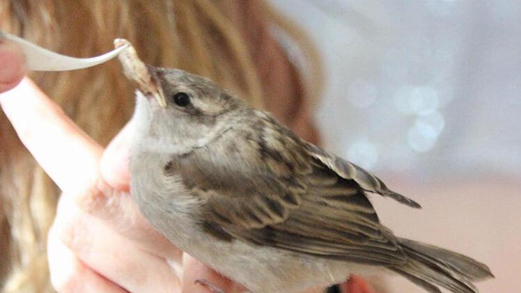 Der Spatz wird gefüttert.  Foto: Friedwald Schedel