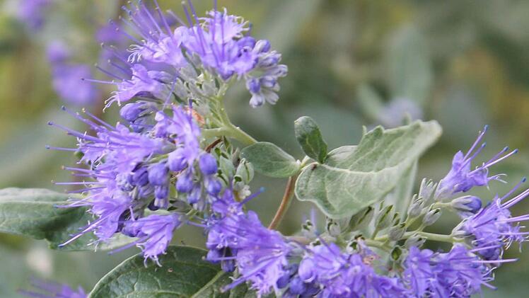 Ein zu früher Rückschnitt der Bartblume führt im Winter oft zum Tod der Sträucher. Bild: Jupp Schröder