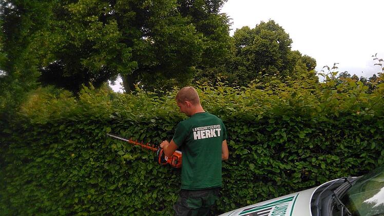 Ein Mitarbeiter der beauftragten Pflegefirma "Landschaftsservice Herkt" beim Heckenschnitt auf dem Friedhof in Albertshausen. Foto: Herkt