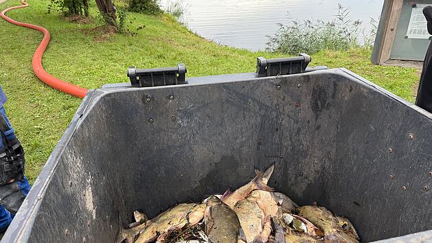 Tausende tote Fische in See: Sauerstoffgehalt bricht dramatisch ein - Feuerwehr mit Spezialgerät im Einsatz