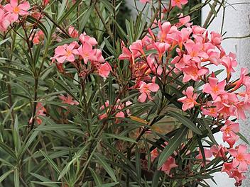 Der Oleander braucht viel Sonne und möglichst kalkhaltiges Wasser. Foto: Jupp Schröder