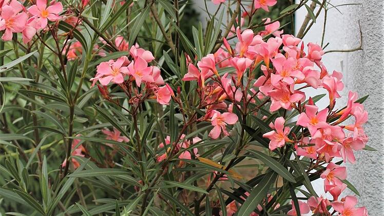 Der Oleander braucht viel Sonne und möglichst kalkhaltiges Wasser. Foto: Jupp Schröder