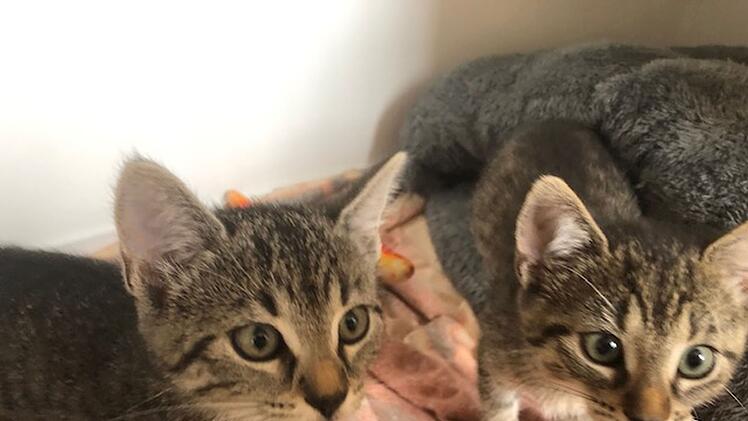 Tierheim Hersbruck: Ausgesetzte Katzen-Babys in Transportbox gefunden - "ohne Wasser, ohne alles"