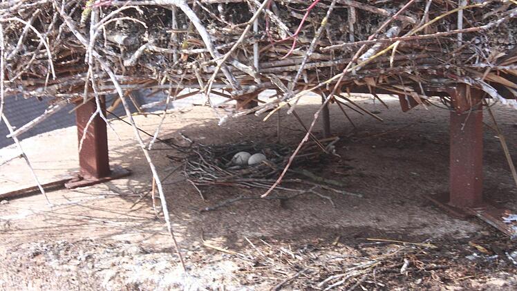 Taubeneier unter dem Storchenhorst
