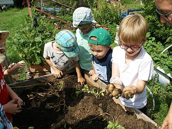 Mit Feuereifer waren die Vorschüler aus Wülflingen bei der Kartoffelernte auf dem Erlebnisbauernhof in Unterschleichach. Foto: Sabine Weinbeer