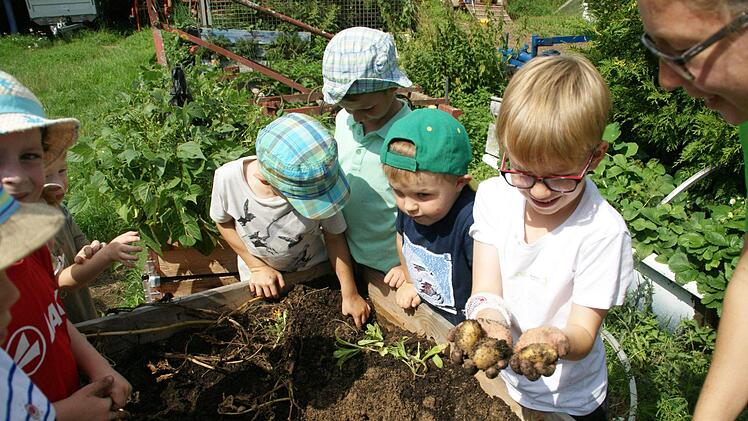 Mit Feuereifer waren die Vorschüler aus Wülflingen bei der Kartoffelernte auf dem Erlebnisbauernhof in Unterschleichach. Foto: Sabine Weinbeer