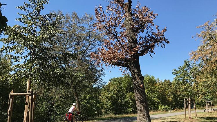 Erinnerung an ein prominentes Klimaopfer: Die Eiche im Luitpoldpark vertrocknete 2018. Vor kurzem wurde sie entfernt.  Foto: Michael Wehner