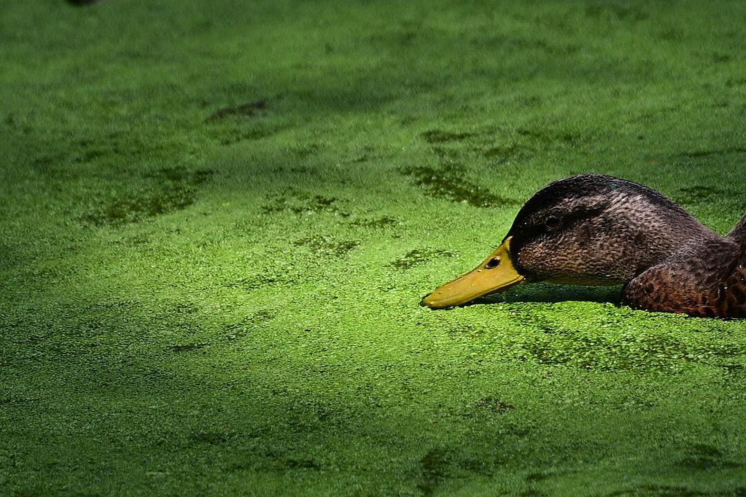 Entengrütze im Tiergarten