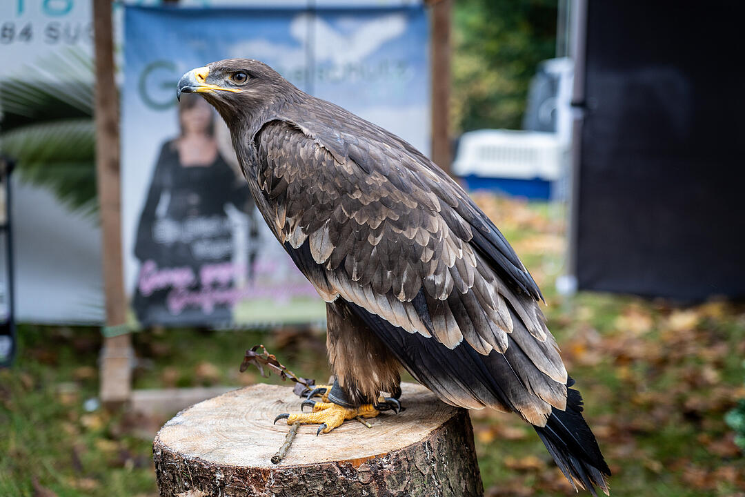 Winterszeit - Magische und zauberhafte Atmosphäre! Winterszeit - Magische und zauberhafte Atmosphäre!