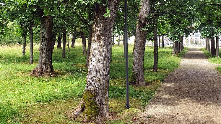 Memmelsdorf: Ma&szlig;nahme zur Sicherung historischer Linden am Schloss Seehof abgeschlossen