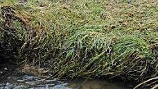 Die alten Pumpen sollen ausgetauscht werden. Sie fördern Wasser im Überfluss, das ungenutzt wieder in den Vorfluter läuft, wie unser Bild zeigt. Foto: Schmidt