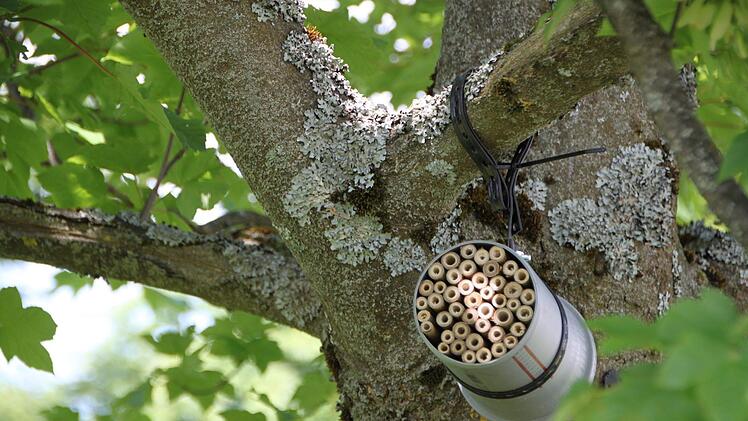 Ein Unterschlupf für Insekten hängt in einem Baum. Foto: Ulrike Müller