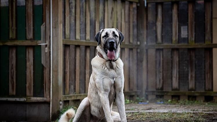 Tierheim Nürnberg: Deshalb lohnt es sich, einem Tierheim-Hund eine Chance zu geben