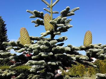 Rätsel gibt dieser Baum in Volkers nicht nur seinen Besitzern auf. Zwischen Tannenzweigen wachsen kakteenartige Gebilde. Foto: Rolf Pralle