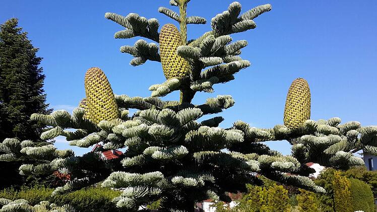 Rätsel gibt dieser Baum in Volkers nicht nur seinen Besitzern auf. Zwischen Tannenzweigen wachsen kakteenartige Gebilde. Foto: Rolf Pralle