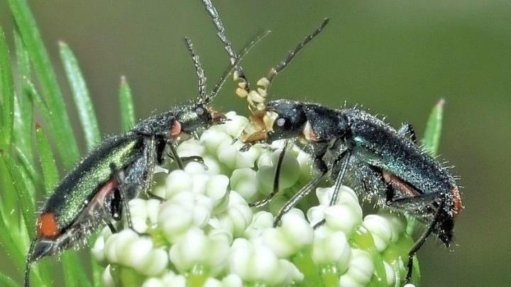 An den Kümmelpflanzen sind verschiedene Tiere zu finden, etwa diese beiden Zipfelkäfer.