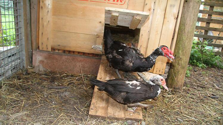 Auch die großen Warzenenten wurden angegriffen. Der Enten-Erpel wurde beim Kampf am Flügel verletzt. Foto: Sonny Adam