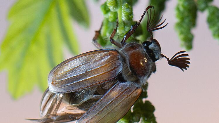 Maik&auml;fer-Massenflug startet