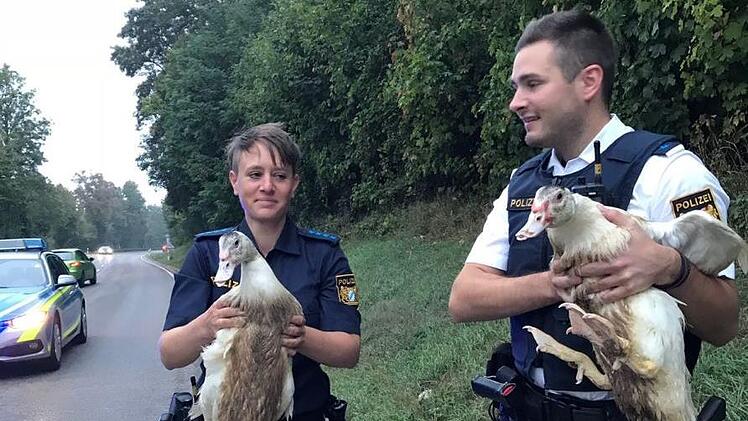 Im mittelfr&auml;nkischen Wei&szlig;enburg wurde eine Polizeistreife wegen Verkehrsst&ouml;rungen  alarmiert. Foto: Polizeiinspektion Wei&szlig;enburg