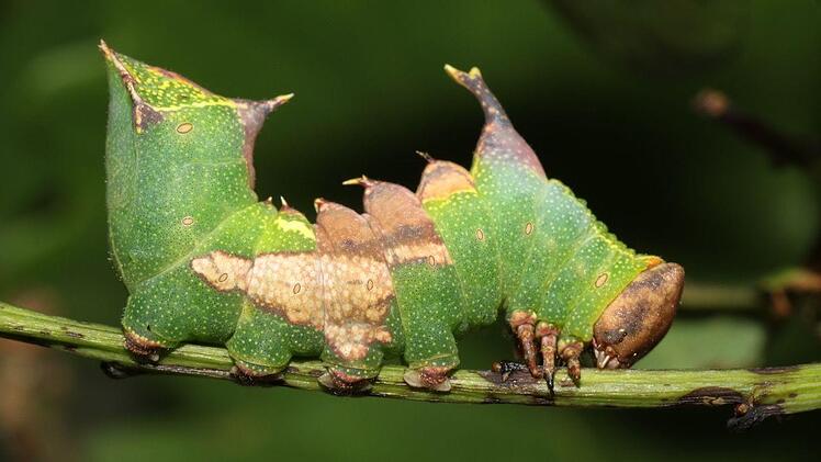 Die Raupe des Pergamend Zahnspinners Harpyia milhauseri setzt  voll auf Tarnung und ist im Eichenlaub nur sehr scher zu entdecken.