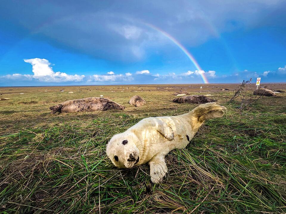 Kegelrobbennachwuchs im Donna Nook National Nature Reserve
