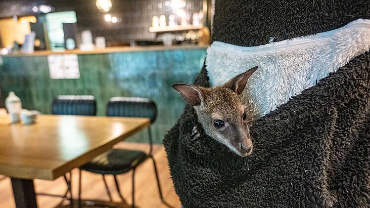 K&auml;ngurubaby verliert Mutter an Krankheit - Zoo-Chefin zieht es in Pulli auf