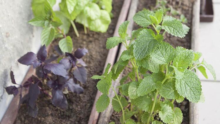 Schön und Schmackhaft: Kräuter wachsen auch auf dem Balkon und verfeinern viele Gerichte.  Foto: Thinkstock