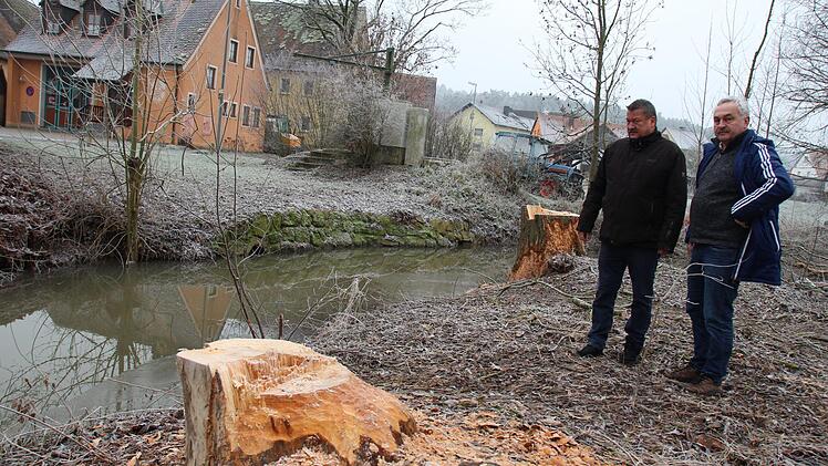 Stefan Himpel und Hermann Popp (v.l.) an einer von Bibern abgenagten Trauerweide in Fetzelhofen.  Foto: Andreas Dorsch