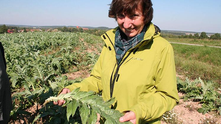 Nur die Blätter der Artischocke werden für pharmazeutische Zwecke verwendet, wie Friederike Funke deutlich macht.