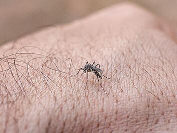 Chikungunyafieber-Ausbruch auf Kuba