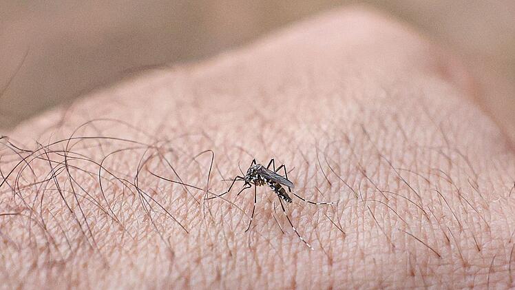 Chikungunyafieber-Ausbruch auf Kuba