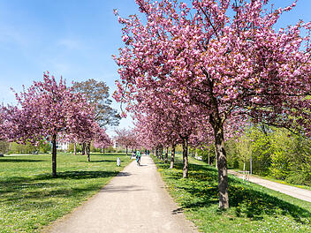 Wundersch&ouml;ne Naturfotos aus Bamberg.