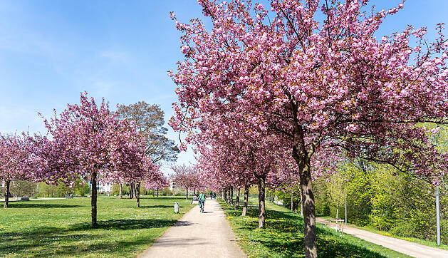 Wundersch&ouml;ne Naturfotos aus Bamberg.