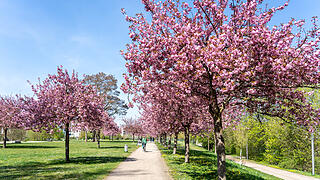 Wundersch&ouml;ne Naturfotos aus Bamberg.