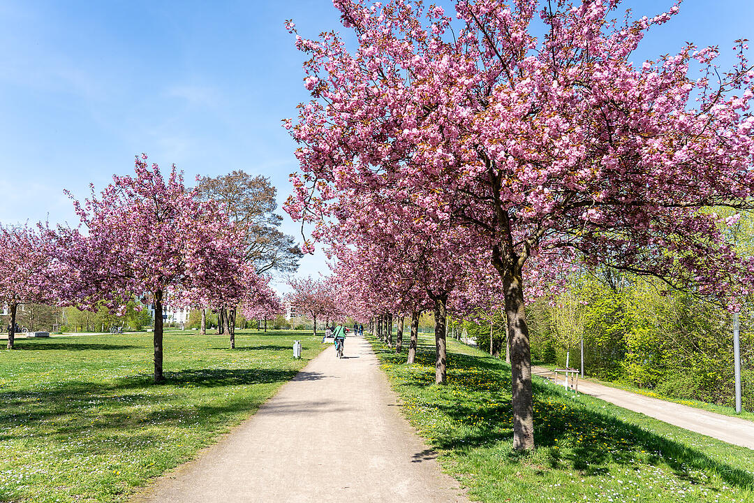 Wundersch&ouml;ne Naturfotos aus Bamberg.