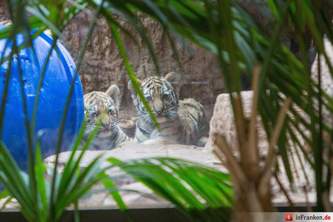 Tigergarten Nürnberg: Nachwuchs bei den Sibirischen Tigern