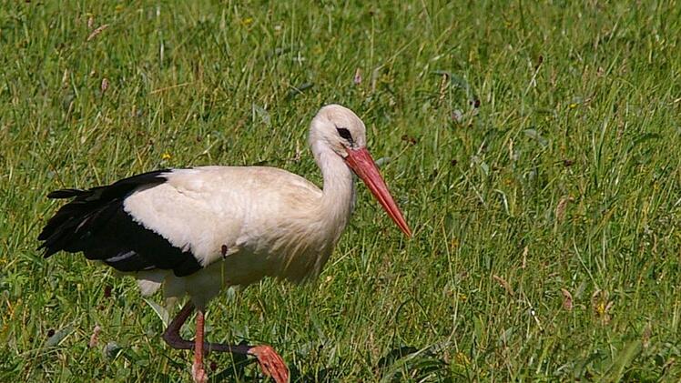 Ein freifliegender Weißstorch im Pegnitzgrund, bei dem es sich allerdings nicht um den gefundenen  26 Jahre alten Vogel  A737 handelt. Foto: Helmut Mägdefrau/Tiergarten Nürnberg