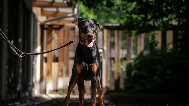 Tierheim N&uuml;rnberg: "Daf&uuml;r muss nun Tyson bezahlen"