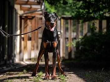 Tierheim Nürnberg: "Dafür muss nun Tyson bezahlen"