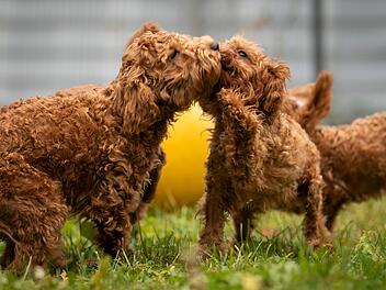 Tierheim Nürnberg: "Anfragestopp" für putziges Pudel-Rudel