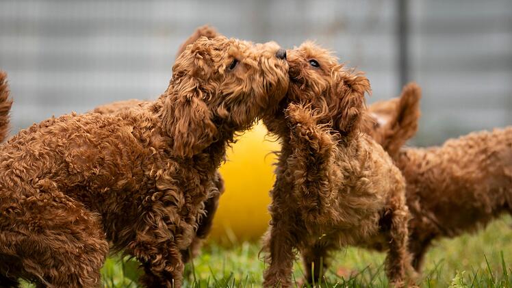 Tierheim Nürnberg mit Update zu Pudelwelpen - "endlich ist es so weit"