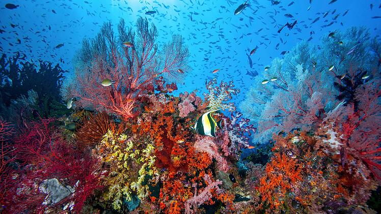 In einigen Meeresregionen Indonesiens existieren noch artenreiche Korallenriffe, wie etwa in Raja Ampat.