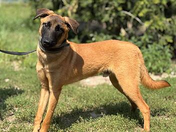 Tierheim Nürnberg: Hund Aci wird Opfer von Welpen-Schmugglern