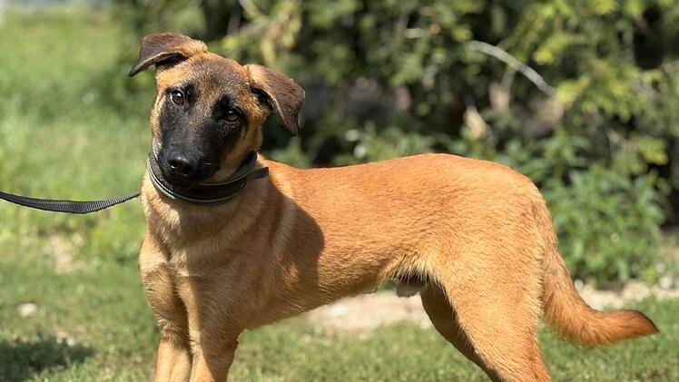 Tierheim Nürnberg: Hund Aci wird Opfer von Welpen-Schmugglern