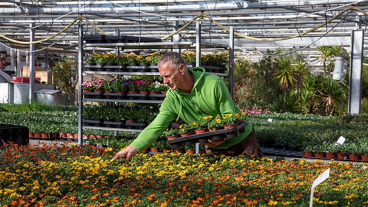 Nachdem das eigene Ladengeschäft geschlossen ist, stellt Stefan Nemmert eine Pflanzensendung für Steinberg zusammen. Dort dürfen die Pflanzen verkauft werden. Fotos: Klaus Gagel