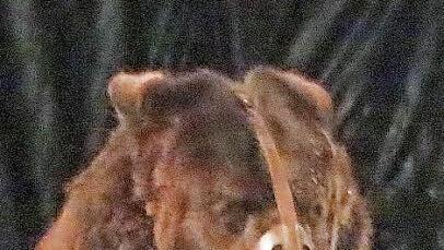 "Big Ben" fährt Roller.