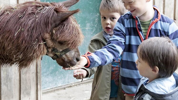 Tiere füttern macht Spaß. Aber nur mit dem Futter, das die Tiere auch vertragen.  Foto: Josef Hofbauer